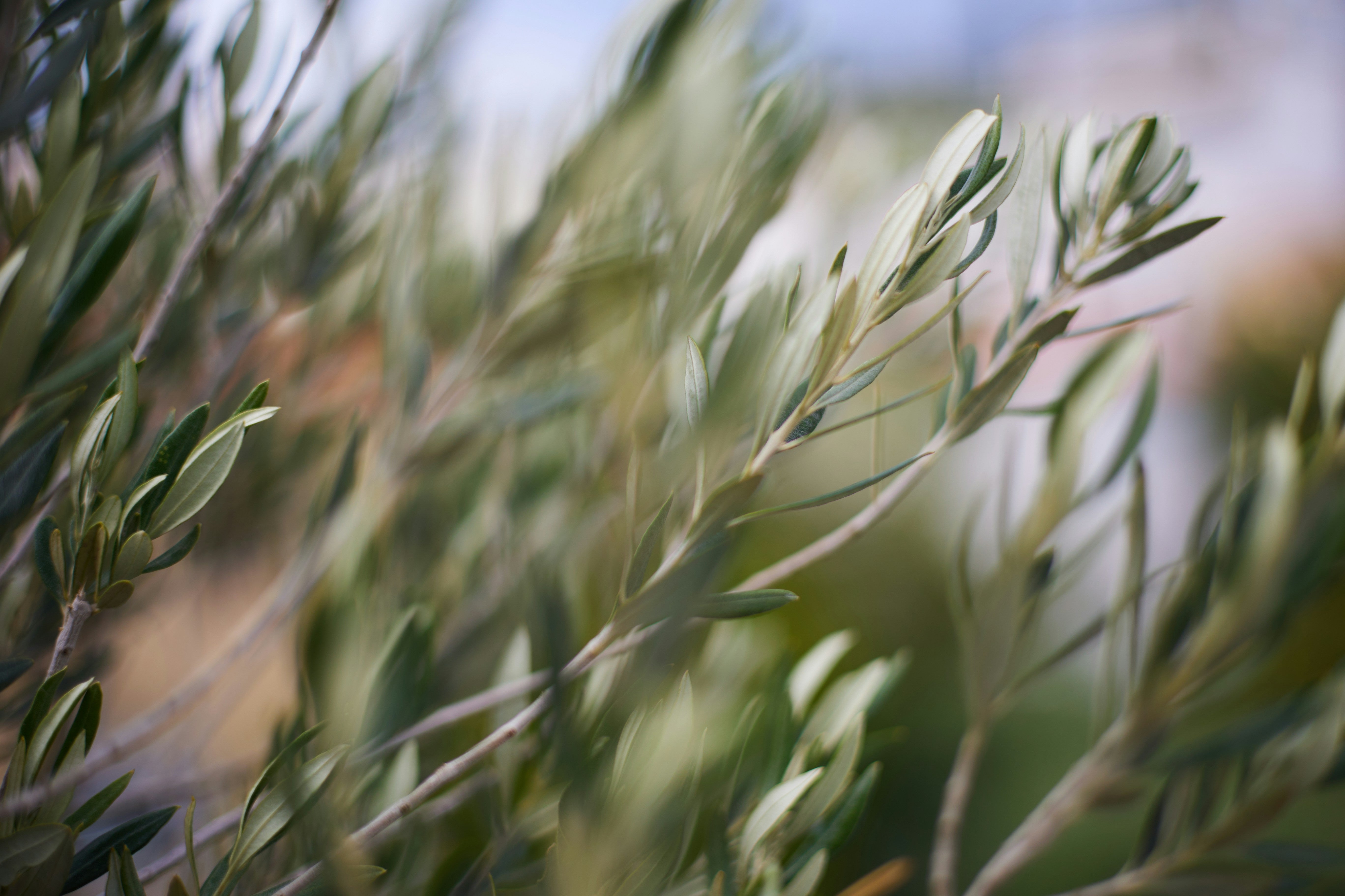 Feuilles d'oliviers